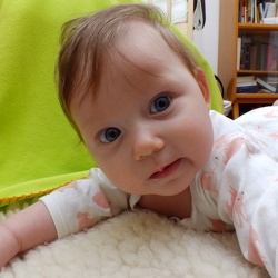 Xenie
